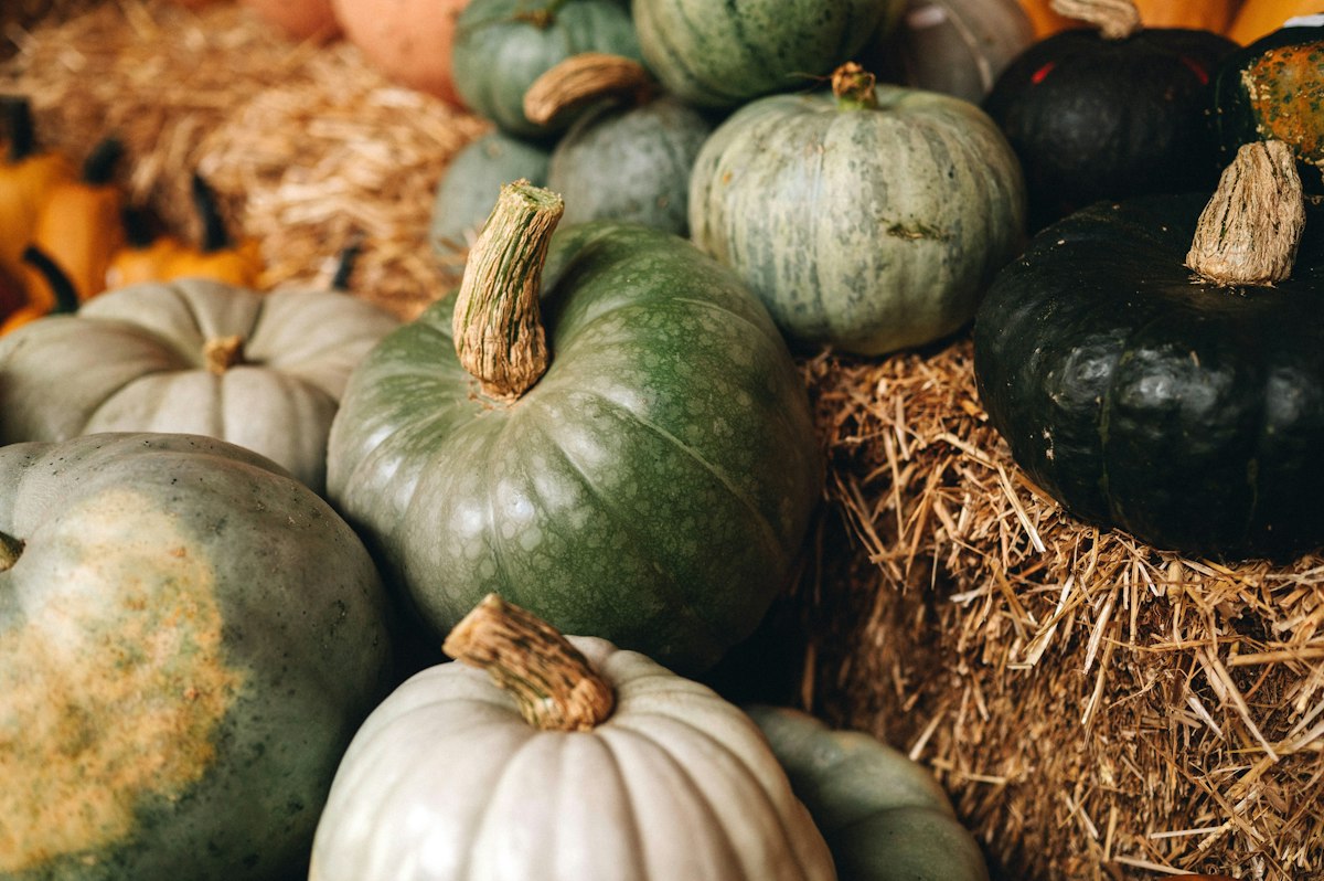 Green and gray-blue pumpkins piled on dry straw
