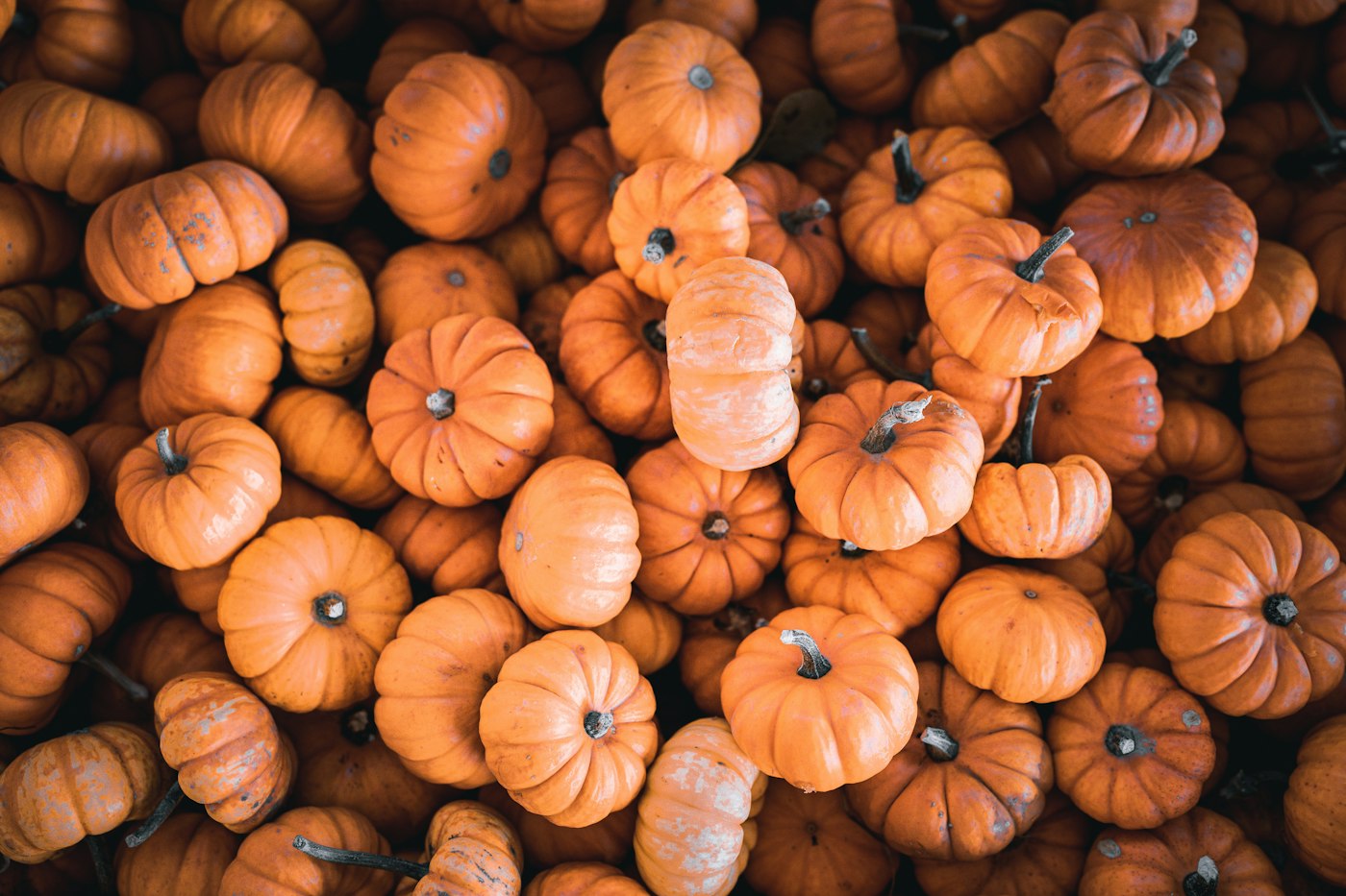A big pile of mini pumpkins seen from above, burnt orange to pale peach, some a little weathered
