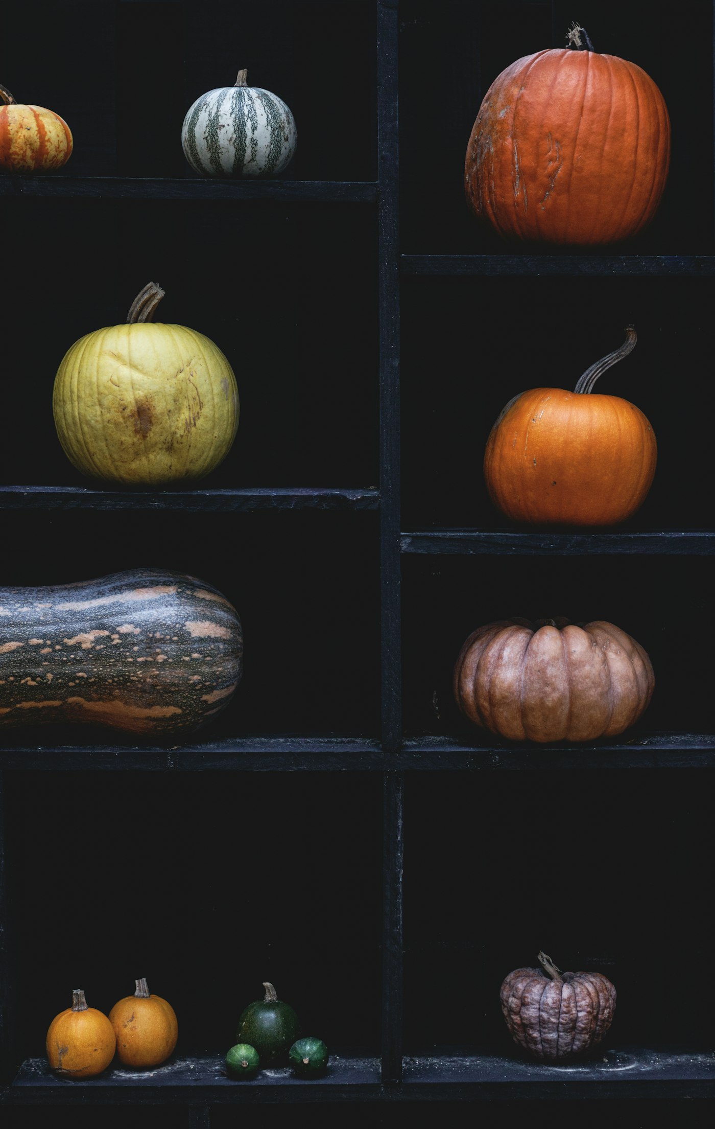 Black shelves with all kinds of pumpkins and squash in orange, sage, striped green and dusty mauve
