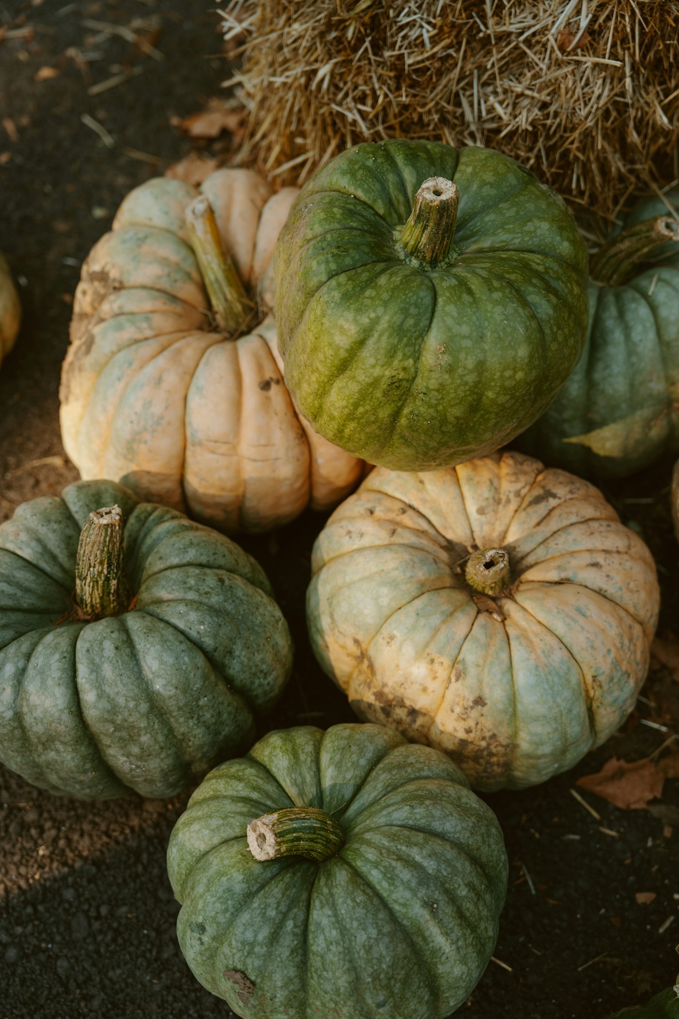 Sage green and pale peach heirloom pumpkins piled on the ground by a bale of hay