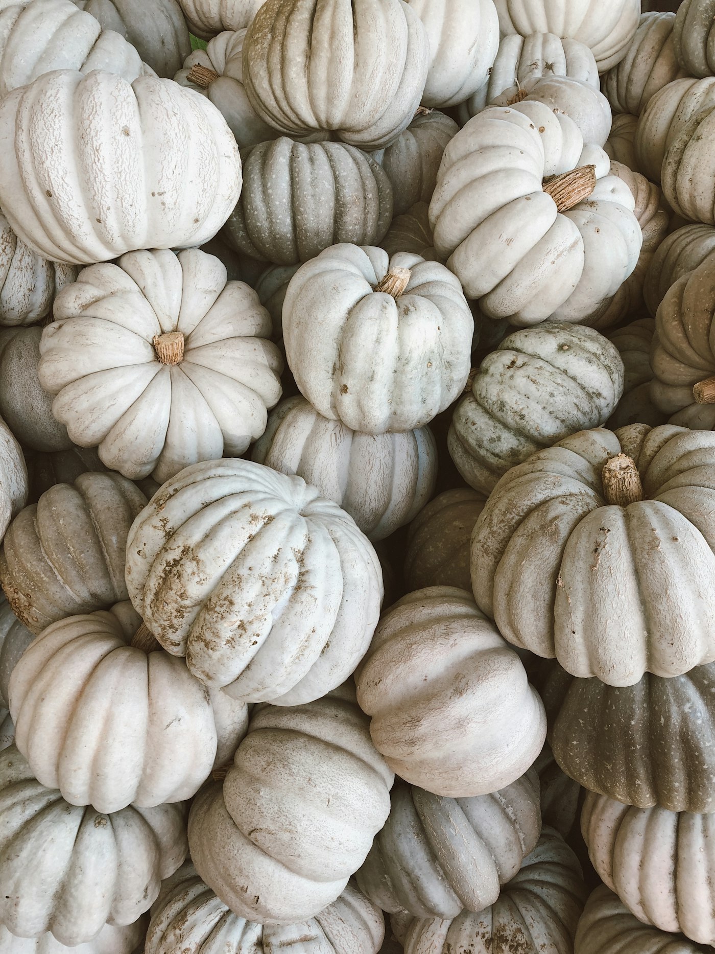 A big pile of white and pale gray-green pumpkins with dry stems
