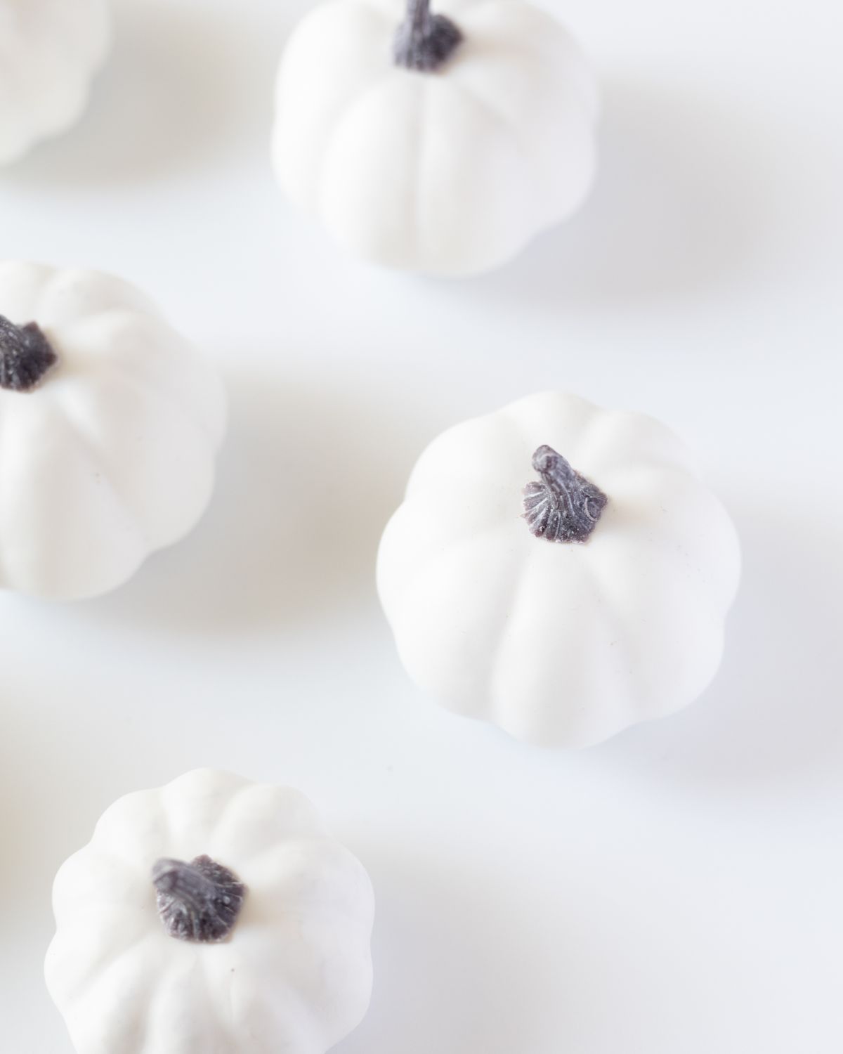 Little white pumpkins with dark stems scattered on white