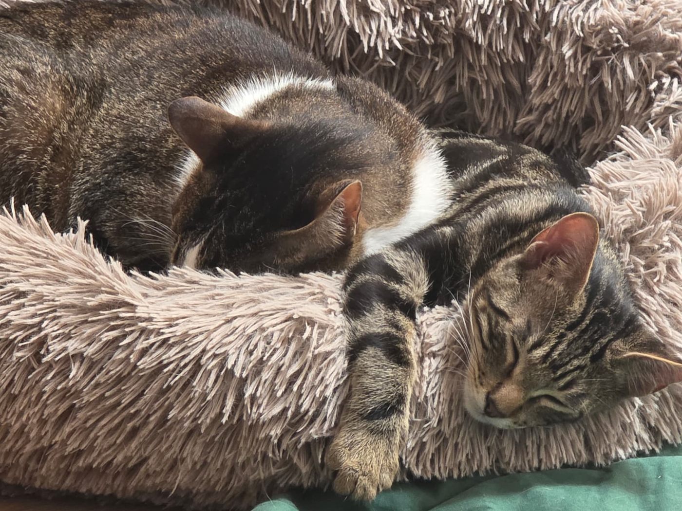 Cashew and Pistachio curled up asleep together in a fluffy pink cat bed