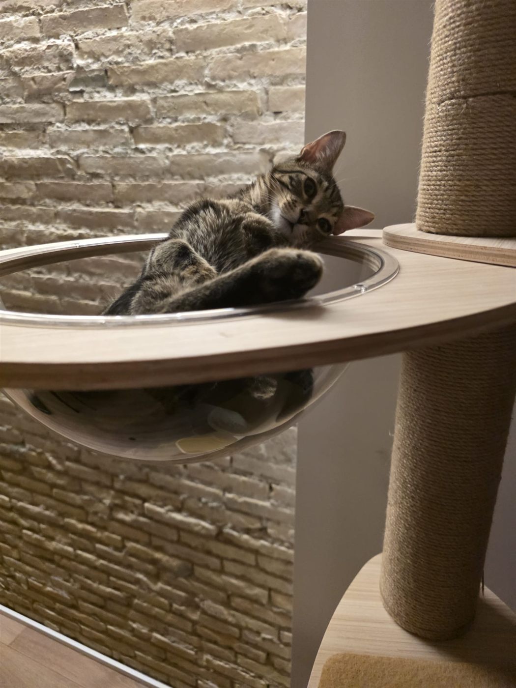 Cashew, a young tabby cat, lounging in the bowl of a wooden cat tree